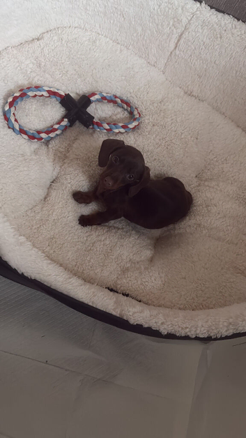 Puppy for sale