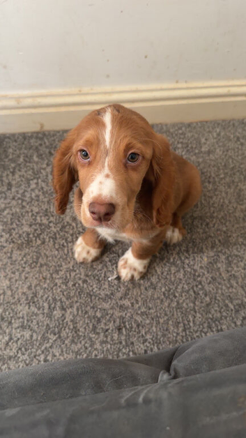 12 week old cocker spaniel