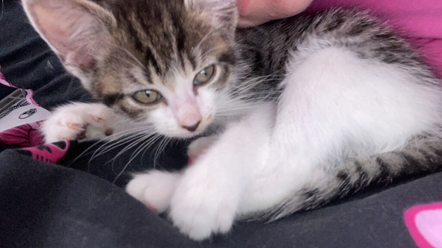 Male kitten