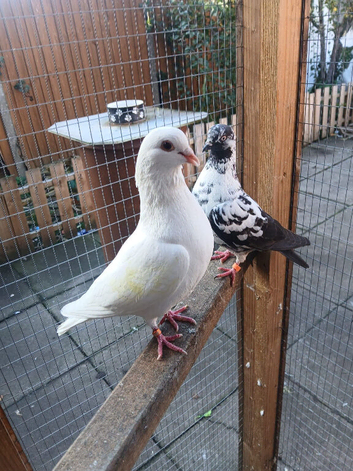 Mixed pigeons