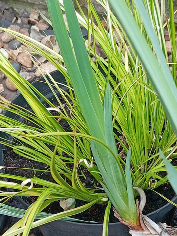 pond plants by post
