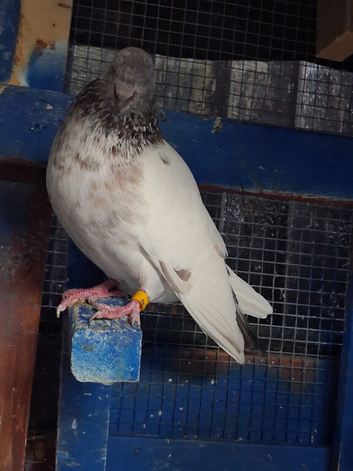 Pigeons for sale , high flyers and tipplers