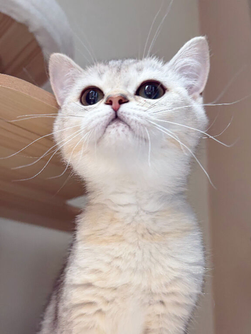 Reduced! BSH girls!