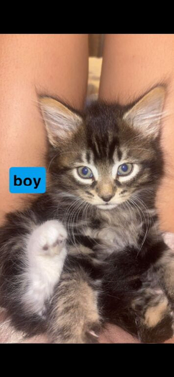 boy kitten