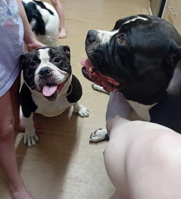Alapaha bulldog in need of forever loving home