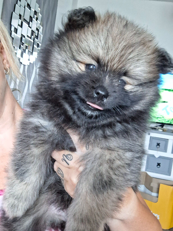 Beautiful pomeranian pups 6wks old