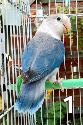 Lovebirds with gender / DNA certificate and sex linked mutations