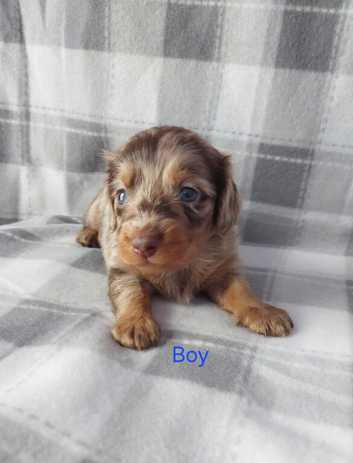 Gorgeous longhair dachsund puppies available