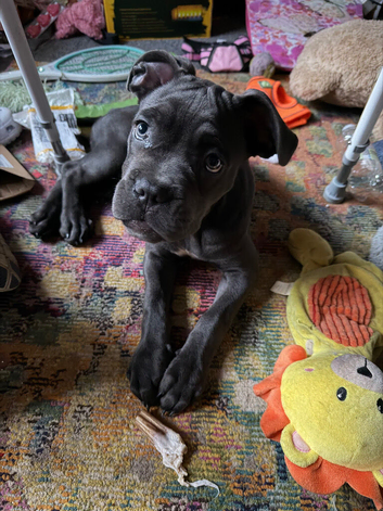 Cane corso female puppy