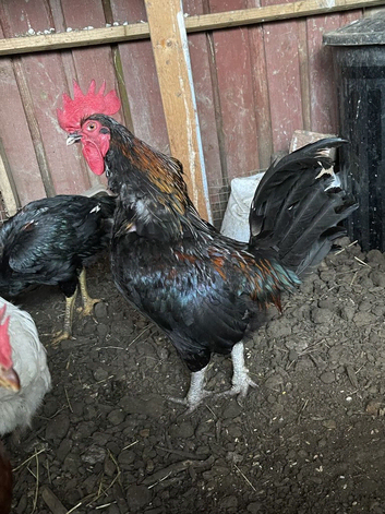 Chickens and one cockroll