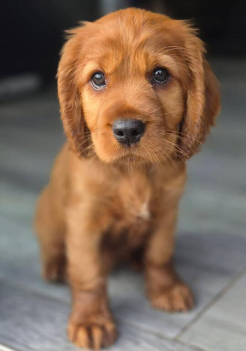Beautiful Cockalier puppy's