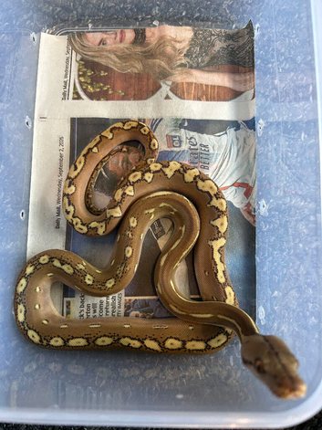 Phantom reticulated python female