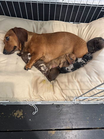 Miniature dachshund puppies