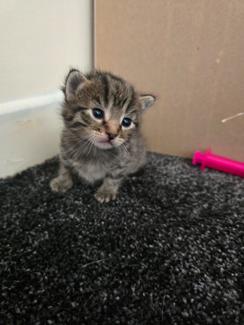 5 kittens for sale