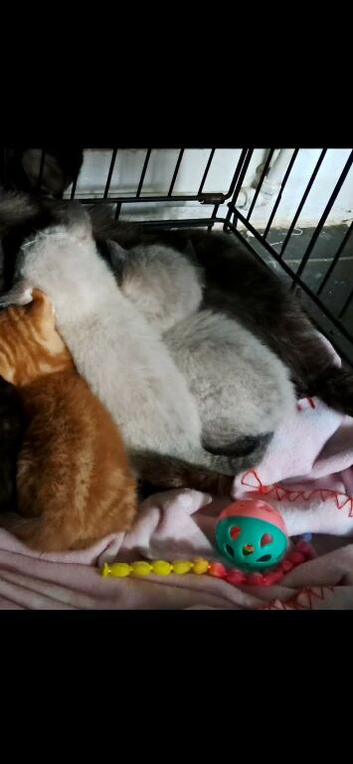 2 Beautiful grey and white kittens