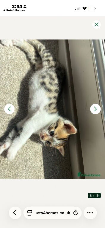 Beautiful mixed Bengal kittenREADY NOW!