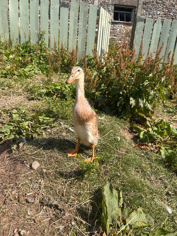 Runner duck female