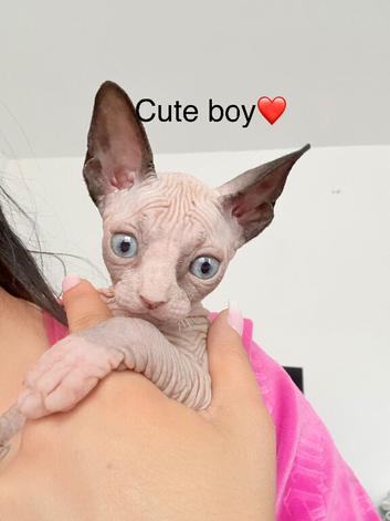 Last Sphynx baby boy from our litter