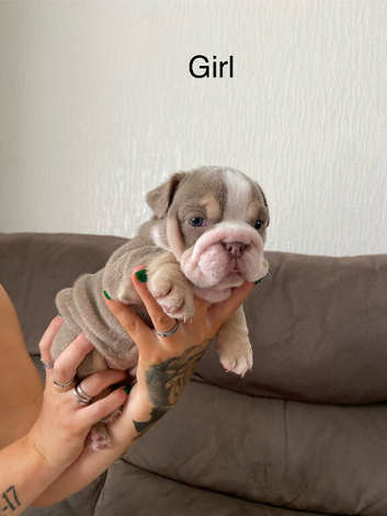 English bulldogs