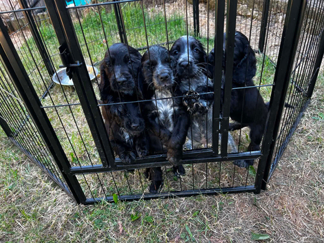 Stunning Cocker spaniel puppies