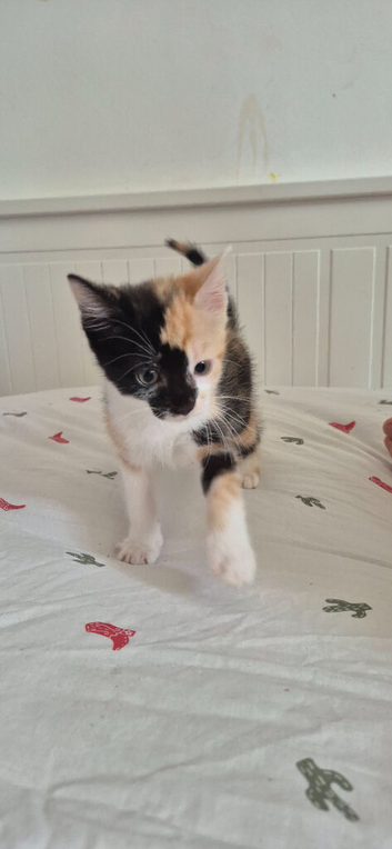 Kittens for sale