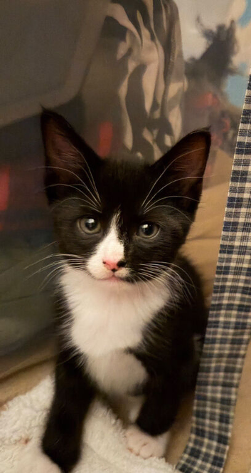 Kittens