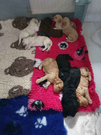 Standard poodle puppies kc registered