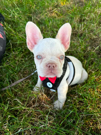 Two beautiful white Frenchies