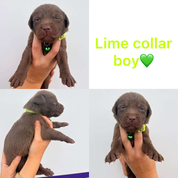 Chocolate/Yellow/Black KC Registered Labrador Retrievers