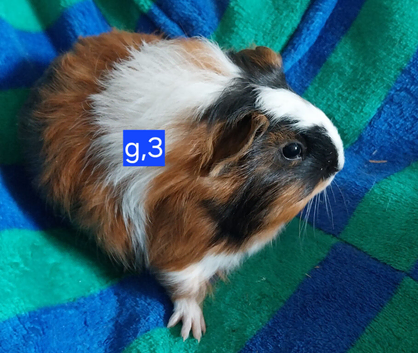 Guinea pigs for sale