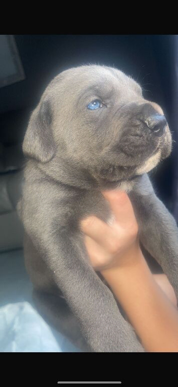 Cane corso puppies chunky