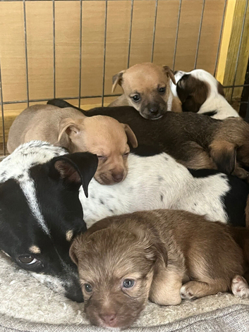 Jack x chi puppies!