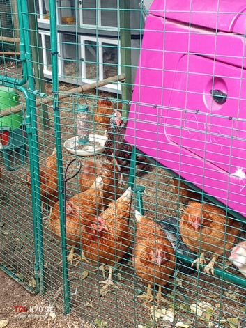 Chickens