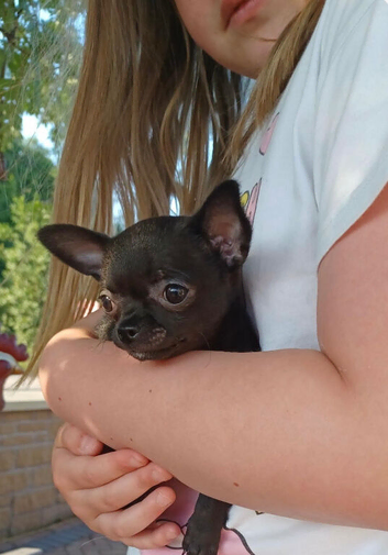 Tiny girl chihuahua