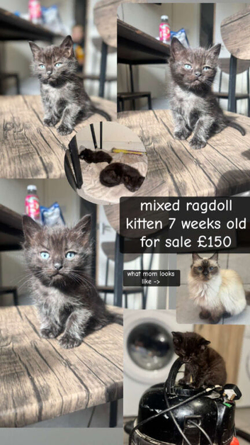 Ragdoll cross