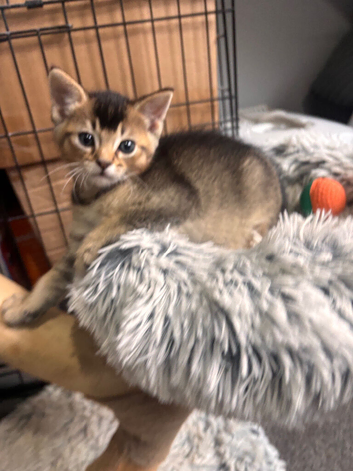 Male kittens