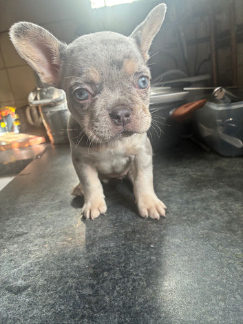 French Bulldog Puppy &ndash; Healthy, Playful, Ready Now