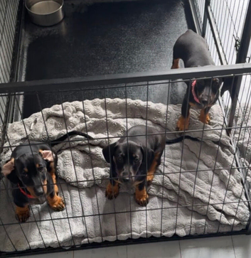 Dachshund puppy&rsquo;s ready now/vaccinated