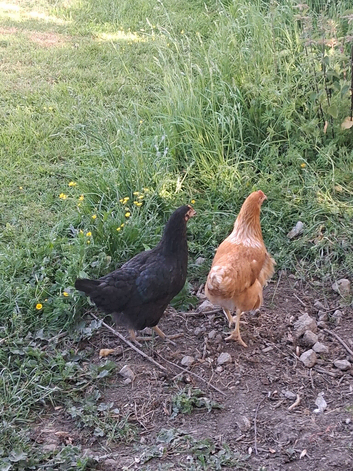 Hybrid chickens POL &times; 2