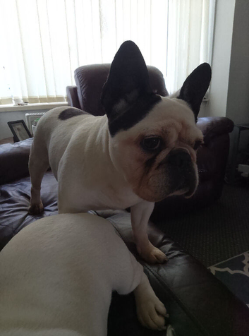 2 female frenchies mother and daughter