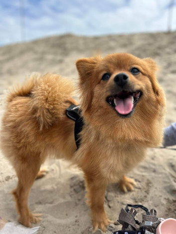 4 year old girl