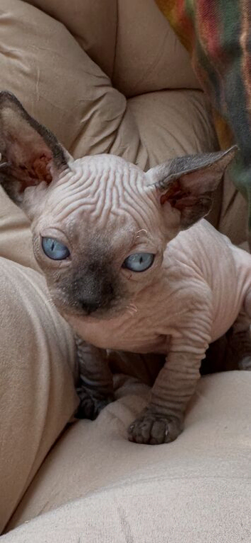 2, 7 week old Sphynx kittens for sale