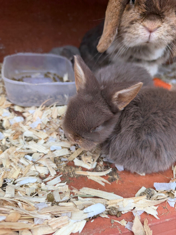 Mini lop babies