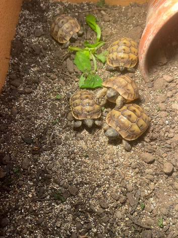 Spur Thigh Tortoises&rsquo;s