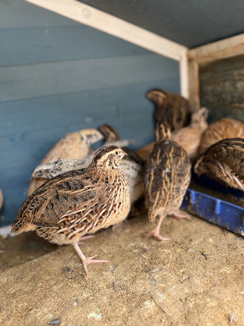 Quails