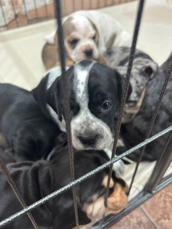 French bulldog x Show cocker spaniel pups