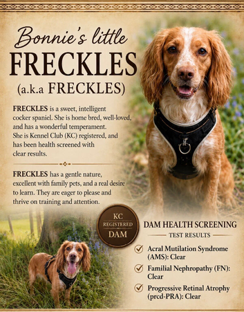 Waiting list now open for working cocker spaniel puppies