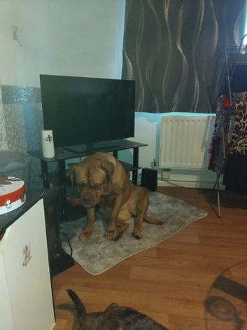 Lola needing a new home