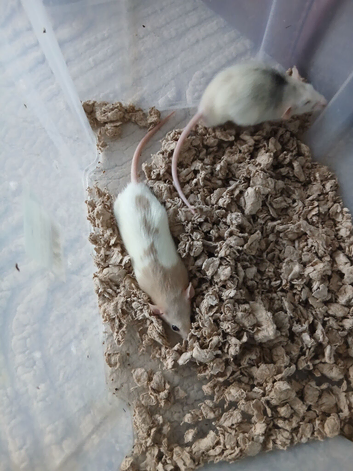 Rats