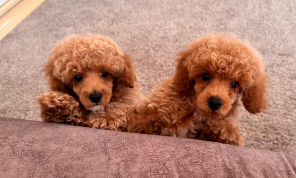 Beautiful toy poodles ready now